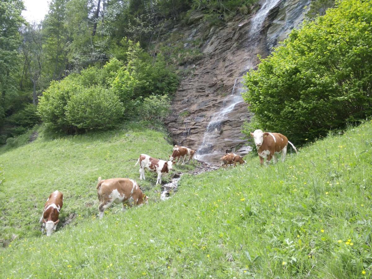 Moharblick 2 * Großkirchheim